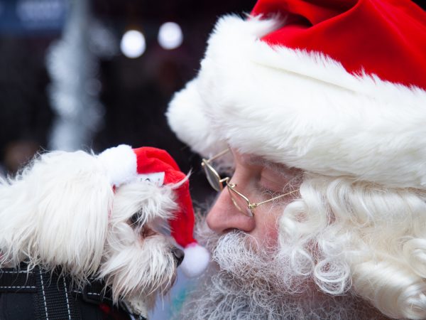 Santa Paws Ex-paw Manchester Salford